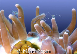 Reunion of prawns by Mario Rapini 